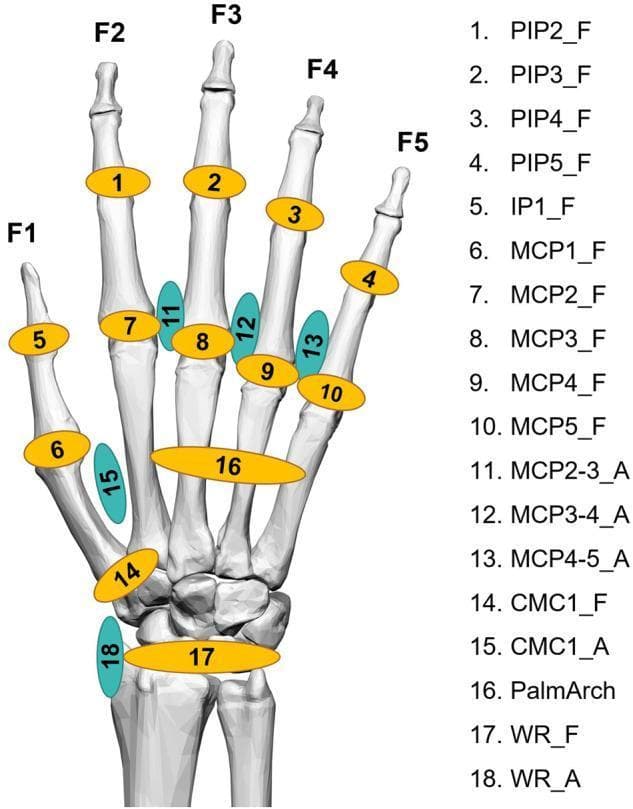This anatomical diagram illustrates the 18 key kinematic angles of the human hand and wrist used for biomechanical analysis and data glove calibration. The visual depicts a skeletal model of the hand with numbered markers corresponding to specific joint movements. Markers 1-10 and 14 represent flexion (indicated by yellow ovals and the suffix '_F'), including the interphalangeal (IP), proximal interphalangeal (PIP), metacarpophalangeal (MCP), and carpometacarpal (CMC) joints for digits F1 through F5. Turquoise ovals (suffix '_A') denote abduction/adduction movements, located between the MCP joints (11-13), at the CMC1 joint (15), and the wrist (18). Marker 16 highlights the palmar arch, representing the complex movement of the ring and little finger CMC joints. Markers 17 and 18 represent wrist flexion/extension and abduction/adduction, respectively. This diagram serves as a reference for hand kinesiology, orthopedic assessment, and the development of wearable motion-capture technologies in rehabilitation and ergonomics.