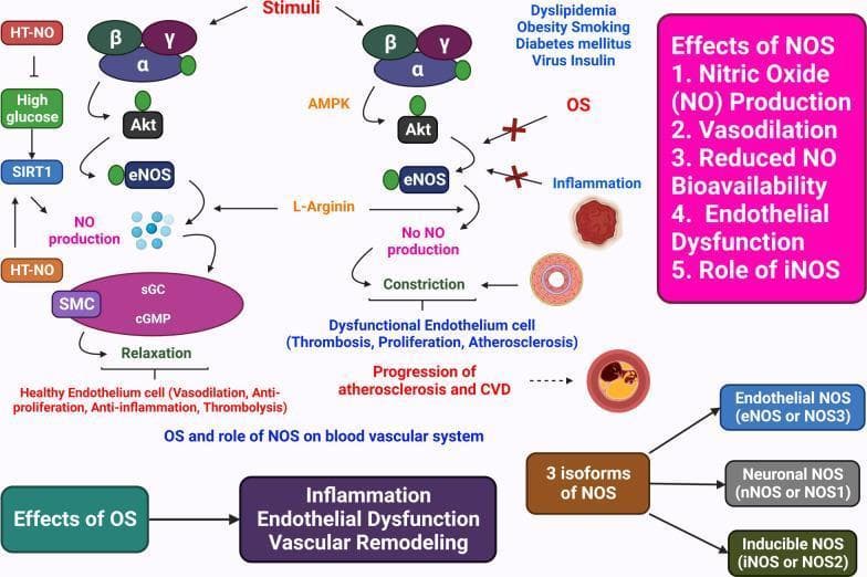 This pathophysiology diagram illustrates the impact of oxidative stress (OS) and nitric oxide synthase (NOS) on the blood vascular system, contrasting healthy and dysfunctional endothelial pathways. The 'Healthy Endothelium' branch (left) shows stimuli activating the alpha/beta/gamma complex, Akt, and eNOS, leading to nitric oxide (NO) production via SIRT1 mediation. This triggers the sGC-cGMP pathway in smooth muscle cells (SMC), resulting in relaxation, vasodilation, anti-proliferation, anti-inflammation, and thrombolysis. In contrast, the 'Dysfunctional Endothelium' branch (right) shows how risk factors like dyslipidemia, obesity, and diabetes, alongside OS and inflammation, inhibit eNOS activity despite L-Arginine availability. This lack of NO leads to vasoconstriction, thrombosis, and atherosclerosis. The diagram includes a cross-sectional illustration of a narrowed artery showing the progression of cardiovascular disease (CVD). Supplemental boxes list the three isoforms of NOS (eNOS/NOS3, nNOS/NOS1, and iNOS/NOS2) and summarize the effects of OS, including inflammation and vascular remodeling. This visual serves as an educational tool for understanding molecular mechanisms of hypertension and endothelial health.