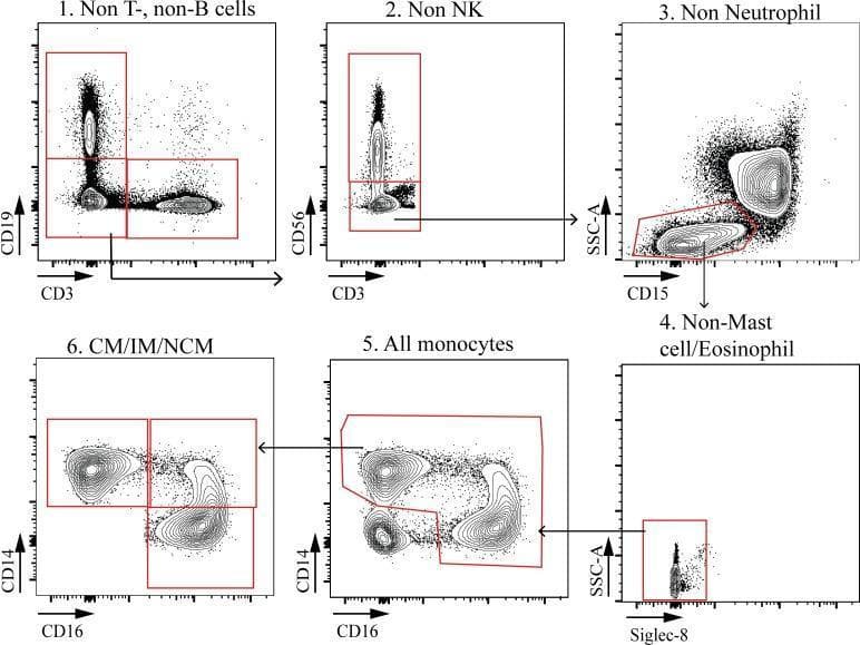 This diagnostic image series presents a polychromatic flow cytometry gating strategy for the identification and classification of peripheral blood monocyte subsets in pediatric patients. The workflow consists of six sequential contour and dot plots designed to systematically exclude non-monocyte lineages.
Initial gates (Plots 1-4) utilize negative selection to eliminate T cells (CD3+), B cells (CD19+), Natural Killer cells (CD56+), and neutrophils (CD15+ high SSC-A). The use of Side Scatter (SSC-A) versus Siglec-8 in Plot 4 further excludes eosinophils and mast cells based on internal complexity and specific surface markers. Plot 5 identifies the 'All monocytes' population using CD14 and CD16 markers. Plot 6 provides the final subclassification into three distinct functional subsets: classical monocytes (CM; CD14++CD16-), intermediate monocytes (IM; CD14++CD16+), and non-classical monocytes (NCM; CD14+CD16++).
This sequence demonstrates the rigorous methodology required for immunophenotyping circulating myeloid cells, highlighting the combination of morphological properties (SSC-A) and specific clusters of differentiation (CD) for precise cell population isolation.