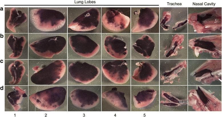 A comparative series of gross pathological images (rows a–d) showing human placental alkaline phosphatase (hPLAP) staining in the respiratory tract of mice following viral vector administration via a modified intranasal technique. The images display the nasal cavity, trachea, and five isolated lung lobes: (1) accessory, (2) left, (3) right cranial, (4) right caudal, and (5) right middle. Intense dark purple-black staining, representing successful hPLAP transgene expression, is consistently observed in the nasal epithelium and trachea across all mice. Within the lower respiratory tract, staining distribution is heterogeneous and multifocal. The lung lobes exhibit high-intensity staining primarily in the proximal and mid-distal regions, appearing as dense pigmented patches that contrast with the pale, unstained distal parenchymal edges. Variation in transduction efficiency is visible between individual mice (a–d) and across different lung lobes, ranging from nearly uniform staining in some mice to patchy, focal distribution in others. This visual data serves to evaluate the efficacy of modified intranasal delivery for targeting both upper and lower respiratory tract tissues in gene therapy models.