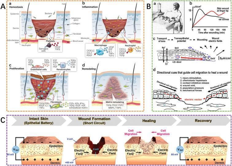 This composite educational illustration details the physiological and bioelectrical mechanisms of human wound healing. Panel A illustrates the four classical stages of repair: Hemostasis (fibrin clot and platelet aggregation), Inflammation (neutrophil and macrophage recruitment via cytokines like IL-1 and TNF̑́), Proliferation (re-epithelialization by keratinocytes, angiogenesis, and fibroblast activity), and Remodeling (matrix reorganization and eschar shedding). Panel B examines the bioelectric response, showing endogenous electric field (EF) distribution and current flow at the wound edge, which acts as a directional cue for cell migration. Panel C presents a four-phase model of the skin as an 'epithelial battery.' It contrasts intact skin, which maintains a transepithelial potential (VTEP) of approximately 60 mV, with wound formation ('short circuit' state at 0 mV), followed by the restoration of bioelectric polarity during the healing and recovery phases. The graphic emphasizes the intersection of molecular signaling and electrophysiology in dermatology and regenerative medicine.