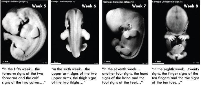 A comparative educational layout displaying four panels of human embryonic development from the Carnegie Collection, covering weeks 5 through 8. Week 5 (Stage 14) shows a C-shaped embryo with prominent branchial arches and primary limb buds for the forearms and calves. Week 6 (Stage 16), shown from a dorsal view, highlights the elongation of the body and more defined upper arm and thigh protrusions. Week 7 (Stage 18) demonstrates further straightening of the spinal axis and the emergence of distinct hand and foot plates. Week 8 (Stage 21) depicts a more upright posture where the head is proportionally smaller relative to the trunk, and digital rays have separated into ten fingers and ten toes. This series illustrates morphological milestones in embryogenesis, specifically the progression of limb morphogenesis and the transition from embryonic curvature to a more humanoid posture. Each panel includes a scale bar (ranging from 1mm to 4mm) and historical text references comparing these biological stages to ancient descriptions of gestation.