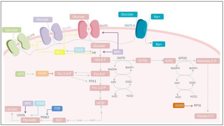 This pathophysiology diagram illustrates the metabolic reprogramming of a cell, specifically focusing on the Warburg effect and altered glucose metabolism common in cancer biology. The diagram depicts the plasma membrane featuring multiple glucose transporters, including SGLT1-2 (sodium-coupled), GLUT1, GLUT4, and GLUT8, which facilitate increased glucose uptake. The primary glycolytic pathway is shown progressing from Glucose to Glu-6-P (via HK), through Fru-6-P, Fru-1,6-P, GA3P, and PEP, ultimately leading to Pyruvate and Lactate (via LDHA). Parallel to glycolysis, the Pentose Phosphate Pathway (PPP) is detailed, converting G6P to Ribose-5-P while generating NADPH for redox homeostasis (GSH/GSSG balance) to mitigate ROS. Key regulatory mediators are highlighted: HIF-1 and MYC stimulate glucose transporters and glycolytic enzymes; TGFB and FGF influence PKM2 and LDHA activity; p53 regulates the process through TIGAR to inhibit Fru-2,6-P. The visual summarizes how oncogenic signaling (including KRAS) drives aerobic glycolysis and pentose production to support rapid cell proliferation and antioxidant defense.