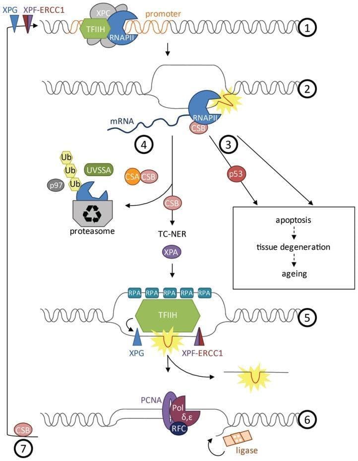 A detailed molecular pathophysiology diagram illustrating the Transcription-Coupled Nucleotide Excision Repair (TC-NER) pathway in human cells. The seven-step flowchart depicts the cellular response to DNA damage during transcription. (1) Initiation: RNA Polymerase II (RNAPII), TFIIH, and XPC assemble at the promoter. (2) Elongation and Stall: RNAPII and CSB encounter a DNA lesion (yellow starburst). (3) Signaling: Stalled polymerase triggers p53-dependent or independent apoptosis, contributing to aging and tissue degeneration. (4) Preparation for Repair: RNAPII undergoes polyubiquitylation (Ub) involving UVSSA and p97, leading to its degradation by the proteasome to clear the site. (5) Excision: TFIIH unwinds the DNA helix while RPA coats single-stranded segments. Endonucleases XPG and XPF-ERCC1 perform dual incisions to remove the damaged oligonucleotide. (6) Resynthesis: DNA polymerases delta/epsilon (Pol δ,ε), aided by PCNA and RFC, fill the gap, and DNA ligase seals the remaining nick. (7) Restoration: Re-initiation of transcription following successful repair. This diagram serves as an educational tool for genetics and molecular oncology, focusing on DNA maintenance mechanisms.