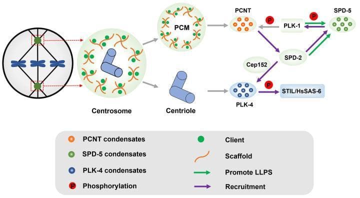A pathophysiology diagram illustrating the role of liquid-liquid phase separation (LLPS) in centrosome biogenesis and maturation. The illustration depicts a centrosome within a mitotic cell, transitioning into its primary components: a pair of perpendicular centrioles and the surrounding pericentriolar material (PCM). The PCM is shown as a biomolecular condensate composed of 'scaffold' and 'client' proteins. A molecular pathway detailed on the right maps the interactions between key proteins. It demonstrates that the kinase PLK-1 phosphorylates PCNT and SPD-5 (facilitating LLPS), while SPD-2 acts as a central scaffold that recruits PLK-1, Cep152, and the STIL/HsSAS-6 complex. Additionally, SPD-2 is shown to promote the LLPS of SPD-5. Below this, a separate pathway shows PLK-4 condensates recruiting the STIL/HsSAS-6 effector to promote centriole replication. This diagram highlights how the formation of membrane-less organelles through protein phosphorylation and recruitment drives the organization of the centrosome during the cell cycle.