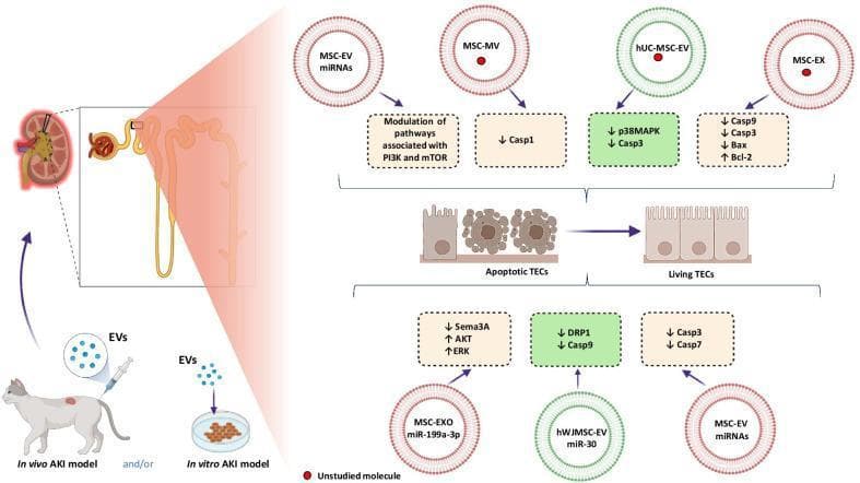 A pathophysiology diagram illustrating the anti-apoptotic effects of mesenchymal stem cell-derived extracellular vesicles (EVs) in experimental models of acute kidney injury (AKI). The graphic displays both in vivo (animal) and in vitro (cell culture) models where EVs are administered to target Tubular Epithelial Cells (TECs). A detailed nephron illustration highlights the renal tubule as the site of action. The central mechanism shows the transition of 'Apoptotic TECs' to 'Living TECs' through various molecular signaling pathways. Different types of EVs are labeled, including MSC-EV miRNAs, MSC-MV, hUC-MSC-EV, MSC-EX, MSC-EXO miR-199a-3p, and hWJMSC-EV miR-30. Key molecular outcomes depicted include the downregulation of pro-apoptotic markers such as Caspase 1, 3, 7, and 9, p38MAPK, Bax, Sema3A, and DRP1, alongside the upregulation of anti-apoptotic factors like Bcl-2, AKT, and ERK. The diagram also mentions the modulation of PI3K and mTOR pathways. This resource is designed for advanced medical education in nephrology and regenerative medicine, focusing on therapeutic cellular mechanisms and molecular nephropathology.