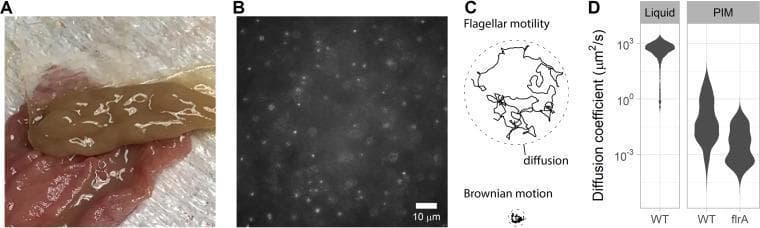 A multi-panel figure illustrating Vibrio cholerae motility in intestinal mucus. Panel A is a clinical photograph of unprocessed porcine intestinal mucus (PIM) scraped from the small intestine, appearing as a viscous, tan-colored gel on a pink tissue surface. Panel B shows a 40x magnification epifluorescence image of GFP-expressing V. cholerae Classical O395 within the PIM matrix, where individual bacteria appear as bright, fluorescent punctate spots against a dark background. Panel C is a trajectory diagram contrasting the erratic, expansive path of flagellar motility against the localized, minimal movement of Brownian motion/diffusion. Panel D presents violin plots comparing diffusion coefficients (μm²/s) of wild-type (WT) V. cholerae in liquid versus PIM, and comparing WT against a nonmotile flrA mutant in PIM. The data illustrates a significant impairment of bacterial diffusion within the mucus mesh compared to liquid, highlighting the physical barrier properties of intestinal mucus against pathogens.