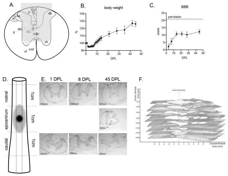 This composite educational image illustrates the functional and anatomical progression of traumatic spinal cord injury (SCI). Panel A is an anatomical diagram of a spinal cord cross-section labeling key tracts like the dorsal corticospinal tract and ventral horn. Panels B and C show line graphs tracking clinical recovery via body weight and the Basso, Beattie, Bresnahan (BBB) locomotor score. Panel D provides a schematic of the sampling strategy relative to the lesion epicentrum. Panel E displays low-magnification micrographs of Nissl-stained coronal sections at the lesion center, rostral, and caudal levels across three time points: 1, 8, and 45 days post-lesion (DPL). The micrographs show acute tissue disruption at 1 and 8 DPL, progressing to significant cavitation and tissue loss at 45 DPL (scale bars 1000 µm). Panel F shows a 3D reconstruction of longitudinal sections at 45 DPL, demonstrating the spatial extent of the cavitation, which spans approximately 6 mm rostro-caudally and reaches a dorso-ventral depth of 2 mm toward the ventral horn.