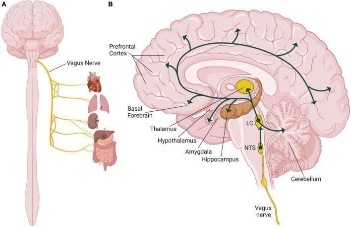 Anatomical diagram and pathophysiology schematic illustrating the systemic distribution and neuroanatomical pathways of the human vagus nerve (Cranial Nerve X). Section A depicts the peripheral innervation, showing the vagus nerve descending from the brainstem to supply parasympathetic fibers to the heart, lungs, kidneys, and gastrointestinal tract (liver, stomach, and intestines). Section B presents a sagittal view of the brain detailing the vagal afferent pathway. It illustrates the nerve projecting to the Nucleus of the Solitary Tract (NTS) in the medulla, which then connects to the Locus Coeruleus (LC). From the LC, widespread noradrenergic projections are shown reaching key functional regions including the prefrontal cortex, basal forebrain, thalamus, hypothalamus, amygdala, hippocampus, and cerebellum. This illustration highlights the structural basis for how vagus nerve stimulation (VNS) can modulate cognitive and emotional centers related to memory and homeostasis.