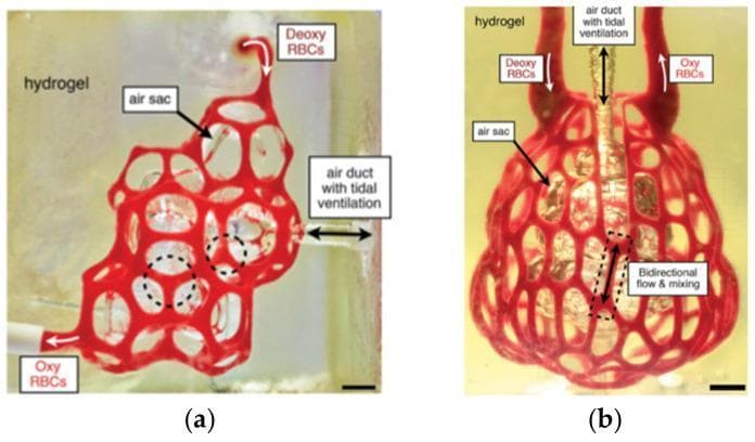 This figure presents two clinical research photographs of 3D bioprinted hydrogel models designed for pulmonary research. Image (a) depicts a printed alveolar model mimicking human air sacs and the surrounding vascular network. The model is perfused with red blood cells (RBCs), showing oxygenated RBCs (Oxy RBCs) entering the capillary-like network at the bottom and deoxygenated RBCs (Deoxy RBCs) exiting at the top. An air duct with tidal ventilation is laterally connected to the internal air sac. Dotted circles indicate points of RBC vessel compression by the inflated airway. Image (b) shows a printed distal lung subunit with a vertically oriented air duct. The complex vascular architecture surrounds a central air sac, with arrows indicating the directional flow of oxygenated and deoxygenated RBCs. A labeled region in the lower portion highlights bidirectional flow and mixing, illustrating the dynamic gas exchange environment. These PEGDA-assisted models serve as functional biomaterial platforms for studying respiratory pathophysiology and oxygen diffusion in complex vascular geometries. Scale bars represent 1 mm.