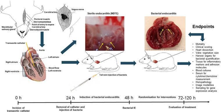 A scientific infographic and flow diagram depicting an in vivo experimental model of rat infective endocarditis (IE). The visual combines anatomical diagrams, clinical photographs, and a timeline. The process starts with a transaortic catheterization (0h) shown in a schematic of the rat neck and heart, where a catheter enters the aorta and reaches the left ventricle to induce mechanical endothelial damage. At 24h, the catheter is removed, and bacteria are administered via tail vein injection. Two clinical macro photographs compare heart valve pathology: 'Sterile endocarditis (NBTE)' shows small, discrete, pale thrombotic vegetations (indicated by yellow arrows), while 'Bacterial endocarditis' shows bulky, irregular, dark-colored masses and extensive vegetational growth on the valve leaflets. The timeline progresses through the induction of bacterial IE (48h) and evaluation of treatments (72-120h). Listed endpoints for the model include mortality, valve vegetation size, bacterial quantification, inflammatory markers, and histopathology. This diagram illustrates the pathogenesis from non-bacterial thrombotic endocarditis to active infection and is intended for medical research and educational contexts.
