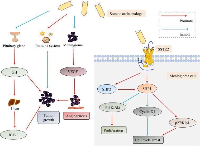 This pathophysiology diagram illustrates the direct and indirect antitumor mechanisms of somatostatin analogs in the context of meningioma treatment. The visual is divided into two functional sections: indirect mechanisms (left) and direct cellular mechanisms (right). Indirectly, somatostatin analogs are shown to inhibit the pituitary gland, reducing the GH-Liver-IGF-1 axis, and to inhibit meningioma cells, decreasing VEGF secretion and subsequent angiogenesis, both of which normally promote tumor growth. Additionally, the analogs are shown to stimulate the immune system to inhibit tumor growth. Directly, on the right, somatostatin analogs bind to the SSTR2 receptor on a meningioma cell membrane. This binding triggers an intracellular signaling cascade activating SHP1 and SHP2. SHP1 acts as a central regulator by inhibiting the PI3K/Akt pathway (reducing proliferation), down-regulating Cyclin D1 (removing its inhibition on cell cycle arrest), and up-regulating p27/Kip1, which directly promotes cell cycle arrest. The diagram uses standard notation where red arrows signify promotion/activation and blue flat-headed lines signify inhibition.
