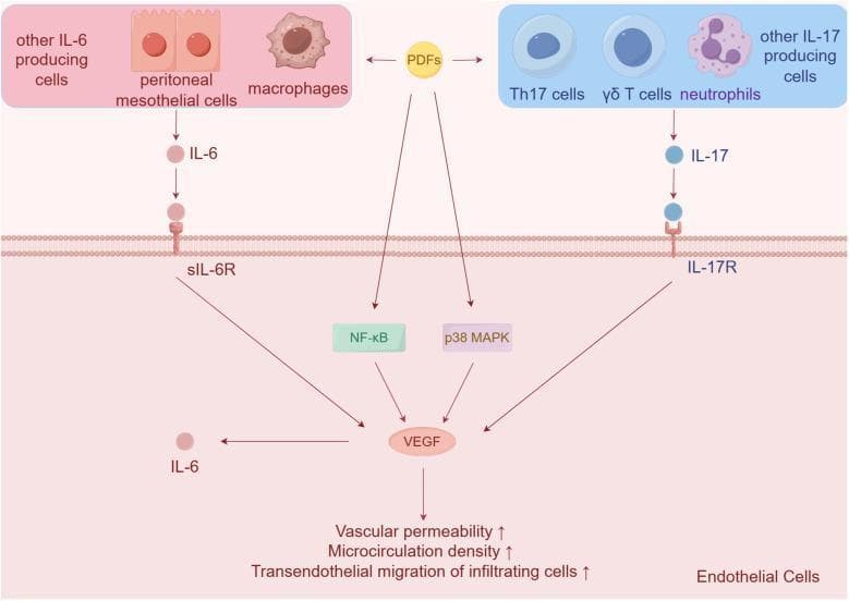 A pathophysiology diagram illustrating the signaling pathways within endothelial cells during peritoneal dialysis (PD). The schematic shows how peritoneal dialysis fluids (PDFs) and inflammatory cytokines drive vascular changes. On the left, IL-6 is produced by peritoneal mesothelial cells, macrophages, and other cells, subsequently binding to the soluble IL-6 receptor (sIL-6R). On the right, IL-17 is produced by Th17 cells, gamma-delta T cells, and neutrophils, binding to the IL-17 receptor (IL-17R). Both receptor-mediated pathways, along with the PDF-induced activation of NF-κB and p38 MAPK signaling, converge to upregulate Vascular Endothelial Growth Factor (VEGF). This increase in VEGF is shown to drive three key pathological alterations in the endothelial cells: increased vascular permeability, increased microcirculation density, and increased transendothelial migration of infiltrating cells. The diagram highlights the molecular mechanisms of peritoneal inflammation and angiogenesis, which can lead to reduced efficacy of peritoneal dialysis over time.
