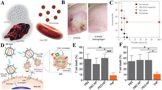 A multi-panel medical illustration and data graphic exploring cell membrane-coated nanoplatforms for detoxification and viral neutralization. Panel A is a pathophysiology diagram showing a comparison between a lysed red blood cell (RBC) under alpha-toxin attack and an intact RBC protected by nanosponges. Panel B contains clinical photographs of skin lesions in a murine model, contrasting severe necrosis and discoloration from alpha-toxin against significantly reduced damage with alpha-toxin/nanosponge treatment. Panel C is a Kaplan-Meier survival plot showing improved survival rates for the nanosponge group over 360 hours. Panel D is a schematic of T-cell membrane-coated nanoparticles (TNPs) acting as decoys to intercept HIV viruses, preventing binding to host CD4 receptors. Panels E and F are bar charts showing T-cell death percentages across various treatments (PBS, RBC-NP, PEG-NP, and TNP), with TNP demonstrating a statistically significant reduction in cell death (p < 0.05 to p < 0.001). The content illustrates advanced nanomedicine strategies for treating inflammation, bacterial toxins, and viral infections.