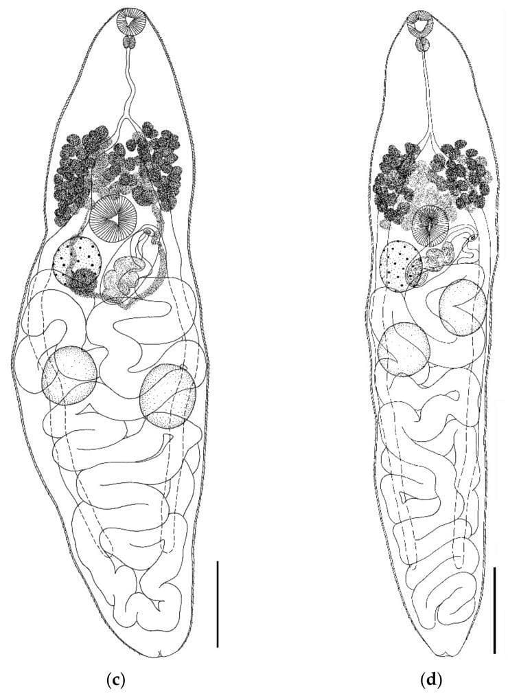 This biological diagram illustrates the internal anatomy of two trematode specimens, specifically Parabascus semisquamosus, categorized under medical helminthology and parasitology. The illustrations provide a comparative view of morphology based on different hosts. Both specimens feature a characteristic elongated body with an anterior oral sucker, followed by a muscular pharynx and a long esophagus bifurcating into intestinal ceca. In the mid-body, the ventral sucker (acetabulum) is centrally located. Key reproductive structures are visible, including granular vitelline follicles in the forebody, a prominent cirrus sac, a stippled ovary, and paired testes. The posterior two-thirds of the body are largely occupied by sinuous, winding uterine loops. Specimen (c) demonstrates a broader, more robust body shape with more convoluted digestive and reproductive tracts, while specimen (d) displays a slender, more attenuated morphology. Such diagrams are essential for identifying parasitic flatworms that may have zoonotic potential or clinical relevance in comparative pathology.