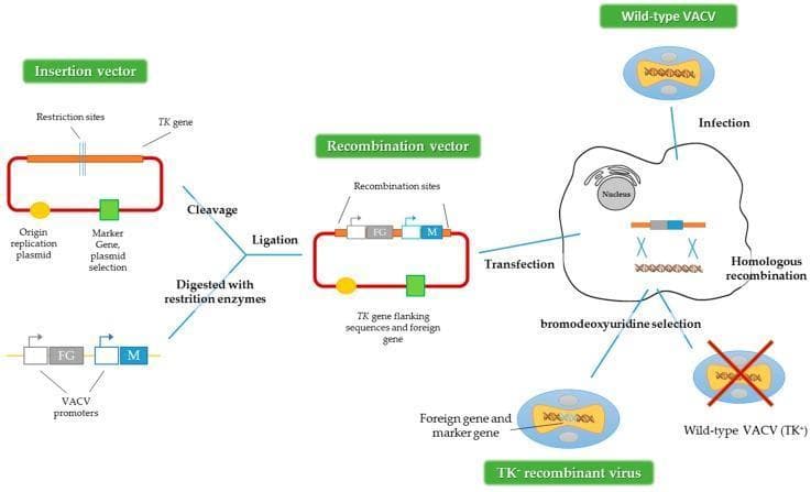 This medical pathophysiology diagram illustrates the process of generating recombinant Vaccinia virus (VACV) vectors via homologous recombination. The workflow begins with an 'Insertion vector' plasmid containing a thymidine kinase (TK) gene, an origin of replication, and a selection marker. This plasmid undergoes enzymatic cleavage and ligation with a foreign gene (FG) and a marker gene (M) driven by VACV promoters to create a 'Recombination vector.' A host cell is then dually processed: it is infected with wild-type VACV (TK+) and transfected with the recombination vector. Intracellular homologous recombination occurs between the viral genome and the vector, replacing the viral TK gene with the FG and M cassette. The final stage involves bromodeoxyuridine (BrdU) selection to isolate the resulting TK- recombinant virus while eliminating the wild-type TK+ virus. This method is a cornerstone in molecular biology for developing viral-based vaccines and gene therapy delivery systems, utilizing the TK locus as a selectable marker for identifying successful genomic integration.