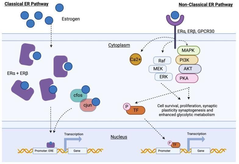 This pathophysiology diagram illustrates the dual mechanisms of estrogenic action: the classical and non-classical estrogen receptor (ER) pathways. The diagram is divided into extracellular space, cytoplasm, and nucleus. On the left, the 'Classical ER Pathway' depicts estrogen molecules entering the cell and binding to intracellular ERα and ERβ receptors. This ligand-receptor complex, alongside transcription factors c-fos and c-jun, translocates into the nucleus to bind with the Estrogen Response Element (ERE) in the gene promoter region, directly initiating transcription. On the right, the 'Non-Classical ER Pathway' shows estrogen binding to membrane-bound receptors (ERα, ERβ, or GPCR30). This interaction triggers rapid non-genomic signaling through calcium (Ca2+) mobilization and protein kinase cascades, specifically the Raf/MEK/ERK and MAPK/PI3K/AKT/PKA pathways. These cascades lead to the phosphorylation of transcription factors (TF) and secondary modulation of gene expression, facilitating outcomes such as cell survival, synaptogenesis, and enhanced metabolism. This diagram serves as a high-level educational resource for endocrinology and cellular biology, highlighting genomic versus rapid non-genomic signaling.