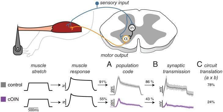 This medical illustration and data plot set depict the pathophysiology of sensorimotor circuit dysfunction, comparing control conditions with chronic oxaliplatin-induced neuropathy (cOIN). The top anatomical diagram illustrates a spinal reflex arc: mechanical muscle stretch triggers sensory input via propriosensory neurons (blue) into the spinal cord, synapsing with interneurons ('in') and alpha-motoneurons (orange, 'α') to produce motor output. Below, comparative waveforms track signal translation through three stages: (A) Population Code, representing peripheral sensory encoding; (B) Synaptic Transmission, representing central processing; and (C) Circuit Translation, the compounded accuracy. Data show that while muscle stretch and physical response remain identical, cOIN specimens exhibit a severe degradation in signal fidelity. Specifically, the sensory population code accuracy drops from 91% to 55%, and central synaptic transmission accuracy falls from 86% to 43%. The total compounded circuit translation accuracy is drastically reduced from 78% in controls to 24% in the cOIN model, illustrating how peripheral and central defects compound to cause sensorimotor disability.