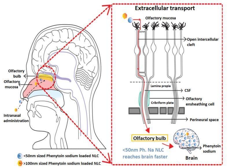 A medical schematic diagram illustrating the direct nose-to-brain delivery of phenytoin sodium loaded Nanostructured Lipid Carriers (NLCs) via the olfactory epithelial pathway. The illustration is divided into a sagittal anatomical view of the human head and a detailed inset of the cellular transport mechanism. The primary anatomical view shows the route of intranasal administration with NLCs depositing on the olfactory mucosa. The inset highlights the extracellular transport mechanism through the olfactory epithelium. It depicts NLCs of different sizes (<50nm and >100nm) moving through open intercellular clefts in the olfactory mucosa, traversing the lamina propria, and crossing the cribriform plate. The diagram shows the particles being transported through the perineural space and along olfactory ensheathing cells to reach the olfactory bulb and eventually the brain. Annotations specify that the smaller <50nm phenytoin sodium NLCs reach the brain faster than larger particles. This educational visual explains the pathophysiology and pharmacology of bypass-blood-brain-barrier drug delivery systems for acute seizure management.