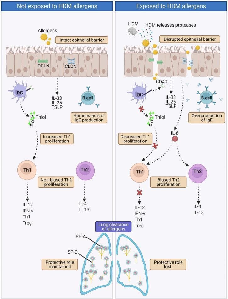 This pathophysiology diagram illustrates the immune response in Allergic Rhinitis (AR) due to House Dust Mite (HDM) exposure. The comparison chart depicts two states: 'Not exposed' (homeostasis) and 'Exposed to HDM allergens' (pathological state). In the normal state, an intact epithelial barrier with occludin (OCLN) and claudin (CLDN) tight junctions prevents allergen infiltration, resulting in balanced Th1/Th2 proliferation and IgE homeostasis. Following HDM exposure, HDM-released proteases disrupt tight junctions, allowing allergens to penetrate the barrier. Key downstream immunological changes include: 1) Dendritic cell (DC) surface CD40 cleavage leading to decreased Thiol production and suppressed Th1 proliferation; 2) Increased IL-6 secretion causing biased Th2 proliferation and production of IL-4 and IL-13 cytokines; 3) B cell overproduction of IgE; and 4) Cleavage of pulmonary surfactants SP-A and SP-D in the lungs, compromising allergen clearance. The diagram uses signaling pathway arrows and labels to demonstrate how HDM proteases facilitate allergic sensitization and mucosal inflammation through physical barrier disruption and Th2-mediated immune deviation.