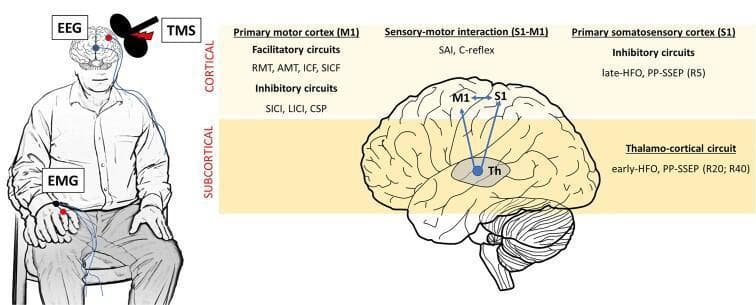 Educational infographic and anatomical diagram illustrating neurophysiological protocols for evaluating human cortical and subcortical circuits. The left panel shows a clinical setup of a seated subject with electroencephalogram (EEG) leads on the scalp, a transcranial magnetic stimulation (TMS) figure-eight coil over the motor cortex, and electromyography (EMG) electrodes on the forearm to record motor evoked potentials. The right panel displays a lateral brain schematic categorized into 'Cortical' and 'Subcortical' levels. Key regions include the Primary Motor Cortex (M1), Primary Somatosensory Cortex (S1), and Thalamus (Th). The diagram maps specific neurophysiological measures to these areas: M1 facilitatory (RMT, AMT, ICF, SICF) and inhibitory (SICI, LICI, CSP) circuits; S1 inhibitory circuits (late-HFO, PP-SSEP R5); and sensory-motor interactions (SAI, C-reflex). The subcortical section highlights the thalamo-cortical circuit evaluated via early-HFO and PP-SSEP (R20, R40). This visual serves as a summary of diagnostic electrophysiology for movement disorders and epilepsy research.