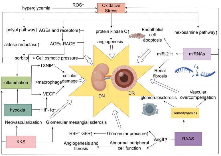 This pathophysiology diagram illustrates the shared metabolic and hemodynamic mechanisms underlying Diabetic Nephropathy (DN) and Diabetic Retinal (DR). The visual logic centers on a central starburst icon containing a kidney and an eye, surrounded by converging pathological pathways. At the top, Hyperglycemia and Oxidative Stress (ROS↑) serve as primary drivers, initiating four classic metabolic branches: the polyol pathway (leading to sorbitol and osmotic pressure changes), AGEs-RAGE signaling, the hexosamine pathway (via miRNAs/miR-21↑), and Protein Kinase C activation (triggering angiogenesis). On the left, factors like Hypoxia and Inflammation link to HIF-1̡ and VEGF, promoting neovascularization. On the right and bottom, Hemodynamics and the RAAS system (via AngII↑) are shown contributing to glomerular hypertension, renal blood flow (RBF) alterations, and vascular overcompensation. The diagram illustrates how these multi-systemic pathways culminate in shared endpoints: cellular damage, endothelial cell apoptosis, renal fibrosis, and glomerulosclerosis, highlighting the interconnected nature of microvascular complications in diabetes mellitus.