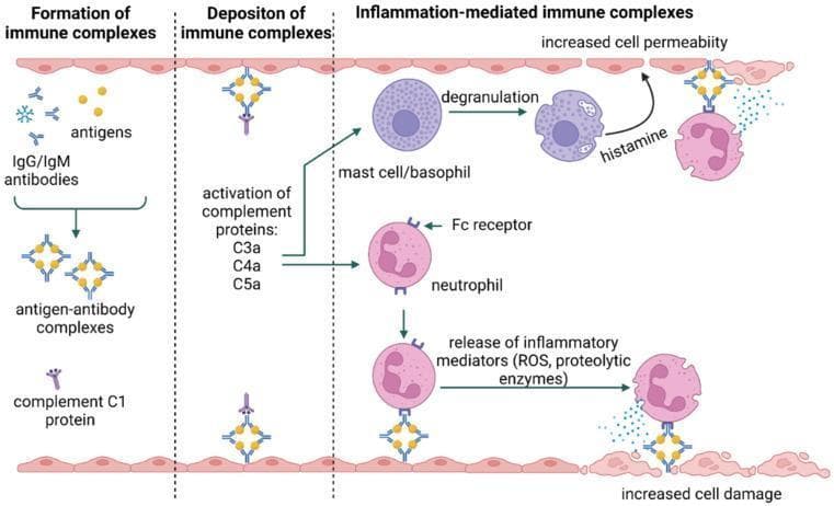 A pathophysiology diagram illustrating the three-stage process of Type III hypersensitivity. The diagram is divided into three vertical panels: 1) Formation of immune complexes, showing soluble antigens and IgG/IgM antibodies combining with complement C1 protein to form antigen-antibody complexes. 2) Deposition of immune complexes, depicting these complexes settling onto the vascular endothelium (basement membrane). 3) Inflammation-mediated immune complexes, detailing the effector phase. This phase shows the activation of anaphylatoxins (C3a, C4a, C5a) which trigger mast cell/basophil degranulation and the release of histamine, leading to increased vascular permeability. Simultaneously, neutrophils are recruited and bind to the deposited complexes via Fc receptors. This binding induces the release of inflammatory mediators, including reactive oxygen species (ROS) and proteolytic enzymes, ultimately causing localized tissue damage and increased cell permeability in the affected area. The illustration uses standardized BioRender icons to represent cells, receptors, and soluble molecules within a clinical immunology context.