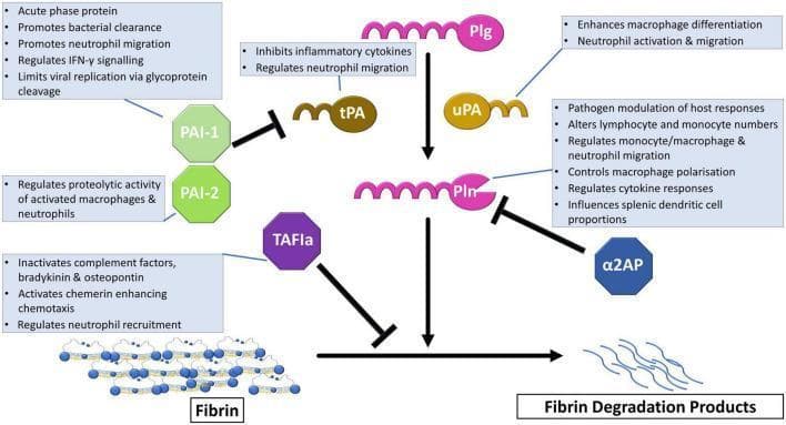 A pathophysiology diagram illustrating the fibrinolytic system's role in immune regulation. The central pathway shows the conversion of Plasminogen (Plg) to the active enzyme Plasmin (Pln) via tissue plasminogen activator (tPA) and urokinase (uPA), subsequently leading to the degradation of fibrin into fibrin degradation products. Regulatory mechanisms include inhibition of tPA/uPA by Plasminogen Activator Inhibitors 1 and 2 (PAI-1, PAI-2), direct inhibition of Plasmin by alpha2-antiplasmin (a2AP), and inhibition of fibrinolysis by activated Thrombin Activatable Fibrinolysis Inhibitor (TAFIa). Annotated text boxes describe non-fibrinolytic immune functions: PAI-1 regulates IFN-gamma signaling and viral replication; PAI-2 modulates macrophage proteolytic activity; a2AP influences macrophage polarization and splenic dendritic cell proportions; TAFIa inactivates complement factors and bradykinin; and tPA/uPA/Pln influence neutrophil migration and macrophage differentiation. This educational schematic demonstrates the crosstalk between coagulation, fibrinolysis, and innate immune responses.