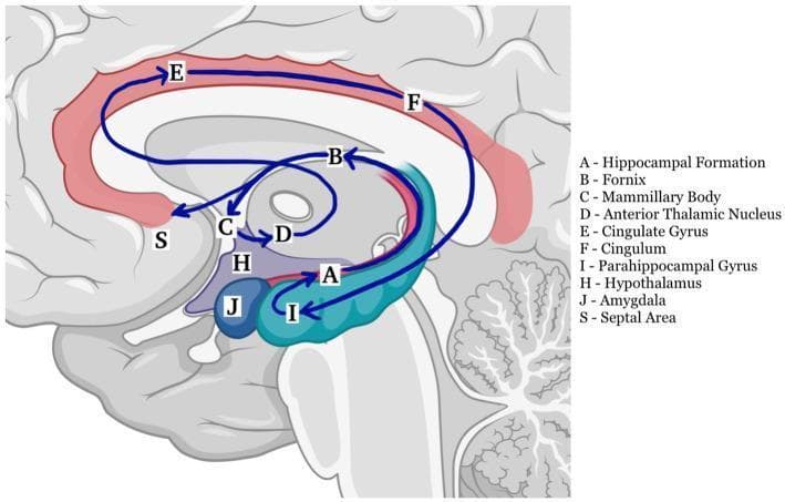This medical anatomical diagram illustrates the Papez circuit, a fundamental neural pathway of the limbic system involved in memory and emotion. The illustration uses a sagittal view of the human brain to map the connectivity between key structures. The circuit is depicted as a closed loop with directional blue arrows indicating the flow of information. Key components labeled include: (A) Hippocampal Formation, (B) Fornix, (C) Mammillary Body, (D) Anterior Thalamic Nucleus, (E) Cingulate Gyrus, (F) Cingulum, and (I) Parahippocampal Gyrus/Entorhinal Cortex. The pathway follows the sequence: Hippocampus → Fornix → Mammillary bodies → Mammillothalamic tract → Anterior thalamic nucleus → Cingulate gyrus → Cingulum → Entorhinal cortex → Hippocampus. Additionally, adjacent limbic structures are identified, including (H) Hypothalamus, (J) Amygdala, and (S) Septal Area. This educational diagram is designed to demonstrate the functional neuroanatomy and connectivity essential for long-term memory processing and limbic system integration.