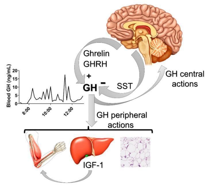 An educational pathophysiology diagram and graph illustrating the neuroendocrine regulation and pulsatile secretion of Growth Hormone (GH). The image features three primary sections: a sagittal brain illustration, a line graph of GH levels, and peripheral target tissue icons. The top right depicts the brain with arrows showing that Ghrelin and Growth Hormone-Releasing Hormone (GHRH) exert a stimulatory (+) effect on GH secretion, while Somatostatin (SST) exerts an inhibitory (-) effect. A central arrow labeled 'GH' branches into 'GH central actions' returning to the brain and 'GH peripheral actions' targeting the liver, skeletal muscle/bone, and white adipose tissue (shown via histology). The liver icon is labeled with IGF-1, indicating the GH-IGF-1 axis that promotes somatic growth. On the left, a line graph shows blood GH (ng/mL) over time (8:00 to 12:00), highlighting a distinct pulsatile secretion pattern characterized by intermittent spikes reaching up to 15-20 ng/mL, rather than constant levels. This visual summarizes the feedback loops and physiological impacts of the somatotropic axis on metabolism and growth.