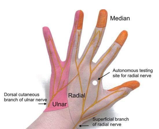 Anatomical diagram overlay on a clinical photograph showing the cutaneous sensory innervation of the dorsal hand. The image maps the distribution of three major nerves: the radial, ulnar, and median nerves. The radial nerve (shaded grey/yellow) covers the radial two-thirds of the dorsum, including the thumb and proximal portions of the index, middle, and radial half of the ring fingers up to the proximal interphalangeal (PIP) joints. A white dot identifies the 'autonomous testing site for the radial nerve' in the first dorsal webspace. The ulnar nerve (shaded pink) innervates the ulnar third of the hand, including the entire little finger and the ulnar half of the ring finger. The median nerve (shaded orange) provides sensation to the dorsal tips of the index, middle, and radial half of the ring fingers, extending distally from the PIP joints to the nail beds. Key anatomical structures labeled include the superficial branch of the radial nerve and the dorsal cutaneous branch of the ulnar nerve as they enter the hand from the forearm.