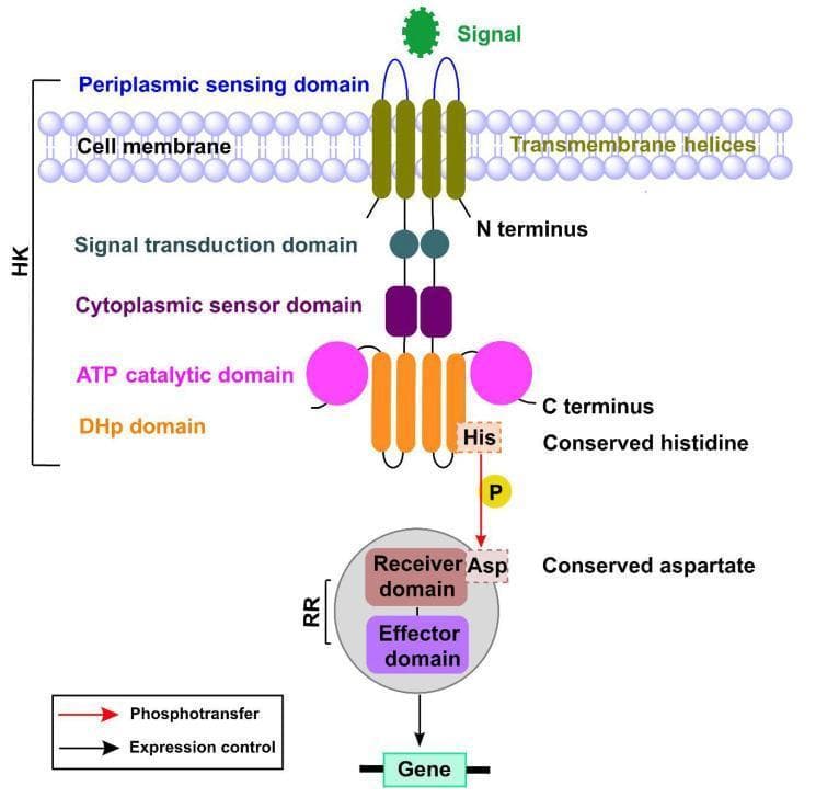 A pathophysiology diagram illustrating the basic mechanism of a bacterial Two-Component Signaling (TCS) system, commonly involved in virulence and environmental adaptation. The diagram depicts two primary protein components: a Sensor Histidine Kinase (HK) and a Response Regulator (RR). The HK is an integral membrane protein featuring a periplasmic sensing domain for extracellular signals, transmembrane helices, and a cytoplasmic C-terminus. The cytoplasmic portion of the HK contains the signal transduction domain, a cytoplasmic sensor domain, an ATP catalytic domain, and a dimerization histidine phosphotransfer (DHp) domain. A phosphotransfer event is illustrated where a phosphate group (P) moves from a conserved histidine (His) residue on the HK to a conserved aspartate (Asp) residue on the receiver domain of the RR. The RR consists of a receiver domain and an effector domain; upon phosphorylation, the effector domain exerts expression control by binding to a target gene. This schematic demonstrates the fundamental biochemical architecture of signal transduction from the extracellular environment to the bacterial genome.
