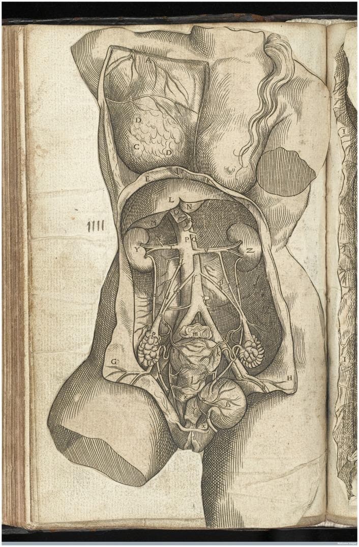 This historical anatomical engraving, based on the work of Andreas Vesalius (1543), provides a detailed frontal dissection of the female torso. The illustration focuses on the urogenital and vascular systems. In the thoracic region, a flap of the chest wall is reflected to reveal the lungs. The abdominal cavity demonstrates the kidneys (labeled Y and Z) with the renal arteries and veins connecting to the abdominal aorta and inferior vena cava. The central vascular structures bifurcate into the common iliac vessels. Significant emphasis is placed on the female reproductive anatomy, showing the uterus (central), the bladder below it, and the ovaries located laterally. The ovaries are depicted as textured, lobulated structures attached to the uterus via the fallopian tubes and ovarian ligaments. The gastrointestinal tract is partially removed to allow clear visualization of the retroperitoneal and pelvic organs. This diagram served as a foundational educational tool in early modern medical literature for understanding female internal anatomy and obstetric medicine.