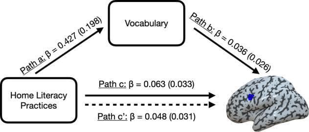 This pathophysiology diagram illustrates a statistical mediation analysis model evaluating the relationship between environmental factors and neural mechanisms of literacy. The model comprises three primary components: 'Home Literacy Practices' (independent variable), 'Vocabulary' (mediator), and a specific region within the brain (dependent variable), identified in context as the posterior inferior frontal sulcus (pIFs). A realistic 3D anatomical rendering of a human brain shows the pIFs highlighted in blue on the left cortical surface. The diagram uses labeled directional arrows to quantify pathways: Path a (HLE to Vocabulary, β=0.427) and Path b (Vocabulary to brain activity, β=0.036). A solid horizontal arrow represents Path c (Total Effect, β=0.063), while a parallel dashed arrow represents Path c' (Direct Effect, β=0.048). Standard errors are provided in parentheses for each coefficient. The visualization demonstrates the hypothesis that behavioral literacy environments influence neural word adaptation through the cognitive mediation of a child's vocabulary, relevant to developmental neurology and educational psychology research.