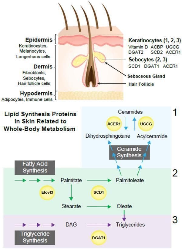 This medical illustration depicts the histological structure of human skin alongside metabolic pathways for lipid synthesis. The top section shows a cross-sectional anatomical diagram identifying three layers: the epidermis (containing keratinocytes, melanocytes, and Langerhans cells), the dermis (containing fibroblasts, sebocytes, and hair follicles), and the hypodermis (containing adipocytes and immune cells). The diagram maps specific enzymes and proteins to these cell types, such as Vitamin D, ACBP, UGCG, DGAT2, SCD2, and ACER1 in keratinocytes, and SCD1, DGAT1, and ACER1 in sebocytes. The bottom section outlines three distinct lipid synthesis pathways: (1) Ceramide synthesis involving ACER1 and UGCG enzymes; (2) Fatty acid synthesis showing the conversion of Palmitate and Stearate mediated by Elovl3 and SCD1; and (3) Triglyceride synthesis involving the conversion of Diacylglycerol (DAG) to triglycerides via DGAT1. This resource illustrates the integration of skin biology with whole-body lipid metabolism and dermatological physiology.