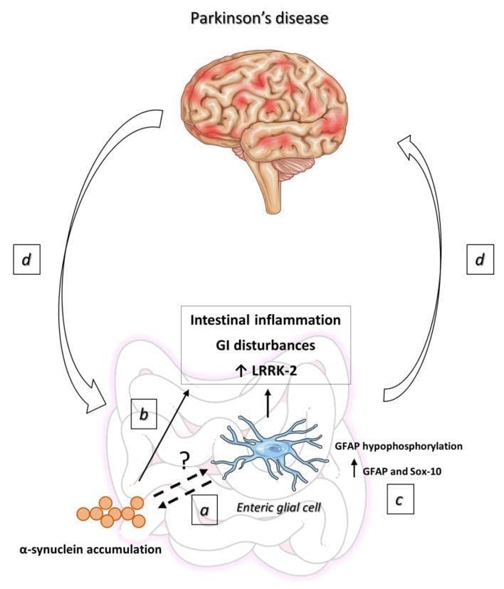 This pathophysiology diagram illustrates the bidirectional gut-brain axis in Parkinson's disease (PD). The central nervous system is represented by a brain illustration at the top, while the gastrointestinal (GI) tract is shown at the bottom, connected by large curved arrows (label d) signifying ascending and descending signaling pathways. The enteric environment features a blue, star-shaped Enteric Glial Cell (EGC) as a central actor. Key pathological features depicted include alpha-synuclein accumulation (label a) and its interaction with reactive EGCs. A 'pathological loop' is suggested by dotted arrows between protein aggregation and cellular activation. Associated biomarkers and clinical manifestations are listed: increased LRRK-2 expression, GI disturbances, and intestinal inflammation (label b). Molecular changes in reactive gliosis (label c) include increased Sox-10 and GFAP expression alongside GFAP hypophosphorylation. The diagram highlights how peripheral enteric neuroinflammation and glial dysfunction contribute to central neurodegeneration, emphasizing the role of the enteric nervous system in PD etiology.