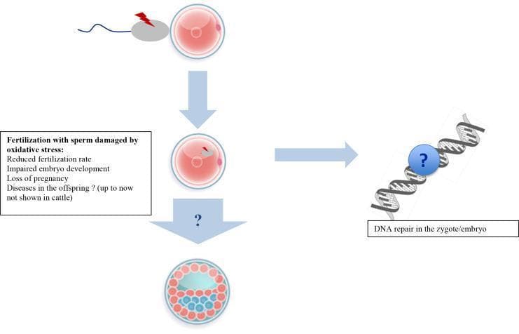 A pathophysiology diagram illustrating the effects of oxidative stress on sperm and subsequent embryo development. The vertical flow on the left depicts fertilization stages: 1) Initial contact between an oocyte and a sperm cell marked with a red lightning bolt symbol, indicating oxidative damage; 2) Incorporation of the damaged paternal genome into the oocyte (zygote stage); and 3) Progression to a blastocyst-like multicellular structure with differentiated cell clusters. A text box lists clinical outcomes of fertilization with oxidatively stressed sperm, including reduced fertilization rates, impaired embryo development, and pregnancy loss. A horizontal arrow from the zygote stage points to a DNA double helix illustration on the right, which is highlighted with a question mark symbol and labeled 'DNA repair in the zygote/embryo'. This visual highlights the uncertainty and critical role of maternal or embryonic DNA repair mechanisms in mitigating paternal oxidative damage. The diagram serves as an educational summary of male-factor infertility mechanisms and developmental biology.