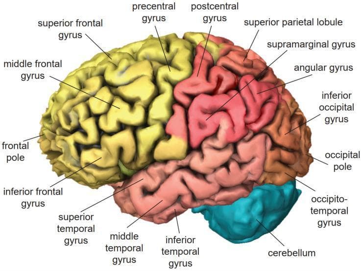 This anatomical diagram provides a lateral view of the left cerebral hemisphere of the human brain, utilizing color-coding to differentiate major lobes and structures. The frontal lobe is highlighted in yellow, featuring the superior, middle, and inferior frontal gyri, as well as the precentral gyrus. The parietal lobe, shown in red, includes the postcentral gyrus, superior parietal lobule, supramarginal gyrus, and angular gyrus. The temporal lobe is shaded in pink, illustrating the superior, middle, and inferior temporal gyri. The occipital lobe is colored salmon, indicating the inferior occipital gyrus and occipital pole. Below the posterior lobes, the cerebellum is depicted in turquoise. The diagram uses thin leader lines to label specific cortical landmarks, including the frontal pole and the occipito-temporal gyrus. This visual serves as an educational tool for neuroanatomy, demonstrating the spatial relationships and surface morphology of the cerebral cortex, relevant for clinical neurology and functional magnetic resonance imaging (fMRI) correlation.
