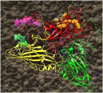 This molecular diagram illustrates the structural organization of the Mengo virus (a member of the Picornaviridae family) capsid and its antigenic epitopes. The visualization, generated via UCSF Chimera, depicts the viral capsid proteins as ribbons against a dark, textured surface representing the viral particle. The proteins are color-coded as follows: VP1 (red ribbon), VP2 (yellow ribbon), VP3 (green ribbon), and VP4 (blue ribbon, largely obscured). Three specific immunodominant epitopes are represented as spheres to show their relative spatial accessibility: the V(2)ENAEK(7) epitope is shown in cyan, the F(19)VAQPVY(25) epitope in magenta, and the P(42)IGAFTVK(49) epitope in orange. The cyan and magenta epitopes appear partially recessed or buried within the capsid structure, while the orange epitope is prominently displayed on the surface near the five-fold icosahedral axis of symmetry. This diagram is a critical educational tool for understanding viral immunology, epitope mapping, and the structural basis for monoclonal antibody (McAb) reactivity in Encephalomyocarditis virus (EMCV) research.