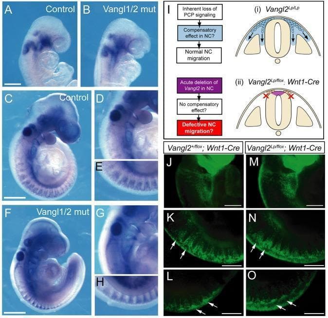 Educational panel of mouse embryology demonstrating neural crest (NC) cell migration patterns under different genetic conditions. Panels A-H show whole-mount in situ hybridization (WISH) for Erbb3 at E8.5 (A, B) and E9.5 (C-H) stages. Control embryos (A, C, D, E) are compared with Vangl1/2 double mutants (B, F, G, H). Despite the open neural tube in double mutants, Erbb3-positive NC cell distribution in the cranial and trunk regions appears normal and comparable to controls. Panel I provides a conceptual flowchart and anatomical diagrams of the neural tube cross-section, illustrating hypotheses regarding Planar Cell Polarity (PCP) signaling and potential compensatory mechanisms. Panels J-O utilize YFP lineage labeling regulated by Wnt1-Cre to visualize NC migration at E9.5. Comparison between control (J-L) and acute Vangl2 downregulation (M-O) shows identical streams of YFP-positive NC cells migrating from the trunk neural tube (white arrows). The figure demonstrates that Vangl1 and Vangl2 functions are not essential for the specification or migration of mouse neural crest cells in vivo.