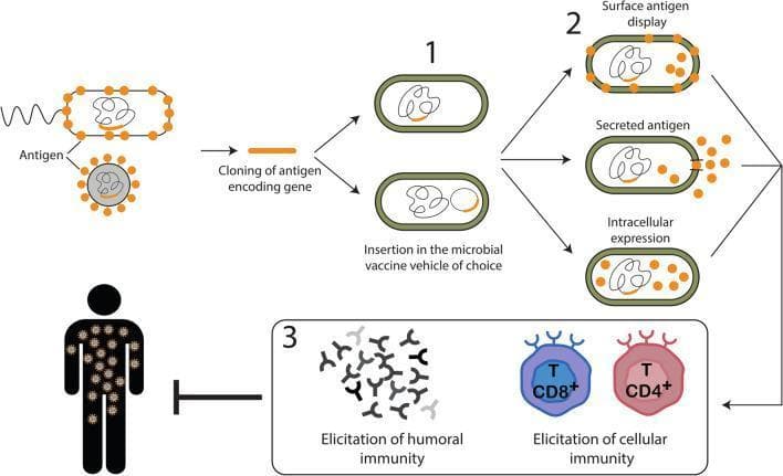 Educational diagram illustrating the development and mechanism of action of microbial-vectored vaccines. The process is divided into three sequential steps: (1) Antigen cloning and insertion, where a gene encoding a specific pathogen antigen (orange segment) is cloned and inserted into a microbial vaccine vehicle, such as a bacterium (green-outlined oval) or viral vector. (2) Antigen expression strategies, showcasing three modalities: surface antigen display (antigens anchored to the microbial membrane), secreted antigen (antigens released into the extracellular environment), and intracellular expression (antigens retained within the microbial cytoplasm). (3) Host immunization and immune response elicitation. This section demonstrates the induction of both humoral immunity, represented by Y-shaped antibodies, and cellular immunity, represented by CD8+ cytotoxic T cells and CD4+ helper T cells. The final stage illustrates how these elicited immune responses protect a human host from the target pathogen. The diagram highlights key concepts in recombinant vaccine technology and immunology, suitable for medical education regarding immunization strategies against viruses and intracellular pathogens.
