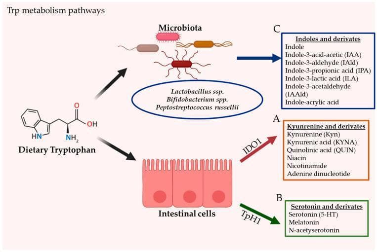A pathophysiology diagram illustrating the three primary metabolic pathways of dietary tryptophan (Trp) within the gastrointestinal tract. The diagram begins with the chemical structure of dietary tryptophan, which is processed via three distinct routes: (A) The Kynurenine pathway (KP), occurring in intestinal cells (epithelial/immune cells) via the enzyme indoleamine 2,3-dioxygenase 1 (IDO1), resulting in kynurenine (Kyn), kynurenic acid (KYNA), quinolinic acid (QUIN), niacin, nicotinamide, and adenine dinucleotide. (B) The Serotonin production pathway, occurring in intestinal enterochromaffin cells via tryptophan hydroxylase 1 (TpH1), leading to serotonin (5-HT), melatonin, and N-acetylserotonin. (C) The direct conversion by gut microbiota (including Lactobacillus ssp., Bifidobacterium spp., and Peptostreptococcus russellii) into various indoles and derivatives such as Indole-3-acetic acid (IAA), Indole-3-aldehyde (IAld), and Indole-propionic acid (IPA). This diagram serves as a medical educational resource for understanding the interplay between diet, host enzymes, and the microbiome in human metabolic signaling.