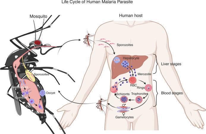 A pathophysiology diagram illustrating the complex life cycle of the Plasmodium parasite, responsible for malaria, between a female Anopheles mosquito and a human host. The cycle is divided into two primary environments. Within the human host, the parasite undergoes liver stages, where sporozoites infect hepatocytes and multiply into merozoites. This is followed by the blood stages, an asexual intraerythrocytic cycle where merozoites infect red blood cells (RBCs) and progress through ring, trophozoite, and schizont stages before rupturing to infect new RBCs. Sexual differentiation occurs when some merozoites develop into male and female gametocytes. The mosquito stages begin when a mosquito ingests these gametocytes during a blood meal. Within the mosquito's midgut and salivary glands, the parasite undergoes sexual reproduction and development, progressing from gametes to zygote, ookinete, and oocyst. The mature oocyst releases sporozoites that migrate to the mosquito's salivary glands for transmission back to a human host, completing the cycle. This educational diagram is essential for understanding parasitology, infectious disease transmission, and the biological targets for malaria treatment and prevention.