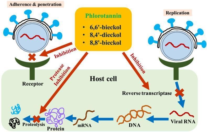 This pathophysiology diagram illustrates the antiviral mechanisms of phlorotannins (specifically 6,6'-bieckol, 8,4'-dieckol, and 8,8'-bieckol) against a virus, such as HIV, within a host cell. The diagram identifies three primary inhibitory pathways. First, phlorotannins block the initial 'Adherence & penetration' stage by preventing the virus from binding to the host cell surface receptor. Second, the diagram shows the inhibition of 'Reverse transcriptase', which halts the replication cycle by preventing the conversion of viral RNA into DNA. Third, 'Protease inhibition' is depicted as a mechanism that disrupts the 'Proteolysis' stage, preventing the processing of large precursor proteins into functional viral proteins. The visual components include a generic enveloped virus with surface spikes, an intracellular replication pathway involving viral RNA, DNA, mRNA, and protein synthesis, and red arrows indicating where phlorotannins exert their inhibitory effects. This educational visual is intended for clinical pharmacology and microbiology audiences to understand the multi-target therapeutic potential of marine-derived polyphenols in managing viral infections.