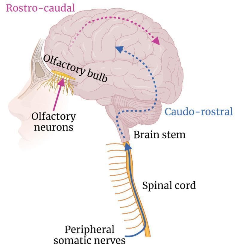 This medical illustration depicts hypothesized transneural neuroinvasion pathways within the human central nervous system (CNS). The diagram highlights two primary anatomical routes: the olfactory route and the spinal cord route. The olfactory route begins at the olfactory neurons in the nasal cavity, passing through the cribriform plate to the olfactory bulb. A dashed pink line indicates subsequent 'rostro-caudal' spread from the anterior to the posterior brain regions. The spinal route illustrates 'caudo-rostral' neuroinvasion, originating from peripheral somatic nerves that enter the spinal cord. A dashed blue line traces the ascending pathway from the spinal cord through the brain stem and into the deep cortical structures. The illustration serves as an educational tool for understanding how neurotropic pathogens, such as arboviruses or rabies, utilize existing neural architecture to bypass the blood-brain barrier and disseminate throughout the CNS.