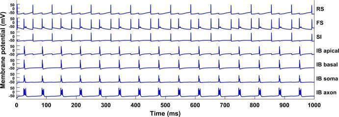 This pathophysiology diagram displays a Hodgkin-Huxley type simulation of neuronal network activity over a 1000 ms duration. The visual illustrates the periodic membrane potential (mV) oscillations of different neuronal types and compartments. The traces represent: regular spiking (RS), fast-spiking (FS), slow inhibitory (SI), and four compartments of an intrinsically bursting (IB) neuron (apical dendrite, basal dendrite, soma, and axon). Membrane potentials fluctuate between approximately -70 mV and +50 mV. Key educational concepts include firing patterns and synchronization. The RS and SI traces exhibit single spikes in phase with each other at approximately 15 Hz. In contrast, the FS neuron fires at double this frequency (30 Hz). The IB compartments demonstrate complex spatial dynamics; while the apical and basal dendrites, soma, and soma-proximal structures show single periodic spikes, the IB axon specifically exhibits characteristic high-frequency bursts of multiple spikes. The diagram serves as a model for understanding neural rhythms, such as parietal beta1 oscillations, and the influence of cellular architecture on action potential morphology.