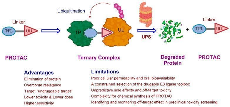 This pathophysiology diagram illustrates the catalytic mechanism of Proteolysis-Targeting Chimera (PROTAC) technology for targeted protein degradation. The process begins with a PROTAC molecule, consisting of a Target Protein Ligand (TPL) and a Ubiquitin Ligase Ligand (ULL) joined by a linker. The PROTAC recruits a target protein (TP, green) and an E3 ubiquitin ligase (UL, orange) to form a ternary complex. The diagram shows the subsequent ubiquitination phase, where a ubiquitin chain (Ub) is transferred to the target protein. This leads to recognition and breakdown of the TP by the Ubiquitin Proteasome System (UPS), resulting in degraded protein fragments. The PROTAC molecule is then released intact, demonstrating its catalytic recycling capability. The infographic further summarizes clinical context, listing advantages such as targeting 'undruggable' proteins and overcoming drug resistance, alongside pharmacological limitations like poor oral bioavailability and off-target toxicity. This visual serves as an educational resource for understanding signaling pathways and novel therapeutic modalities in drug discovery.