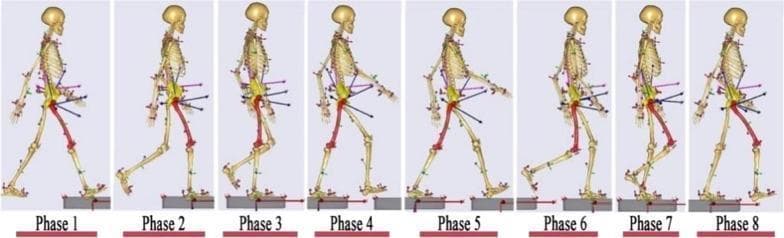 A schematic diagram illustrating the 8 anatomical phases of a human gait cycle using a subject-specific musculoskeletal kinematic model. The sequence of skeletal illustrations demonstrates the dynamic transition through stance and swing phases: Phase 1 (Initial Contact), Phase 2 (Loading Response), Phase 3 (Mid-stance), Phase 4 (Terminal Stance), Phase 5 (Pre-swing), Phase 6 (Initial Swing), Phase 7 (Mid-swing), and Phase 8 (Terminal Swing). The model displays detailed bone structures including the pelvis, femur, tibia, and foot. Multi-colored spherical markers and vector lines are strategically placed on key anatomical landmarks, including the trunk, upper limbs, hip joints, knees, and ankles, to represent biomechanical tracking points and force vectors. The diagram emphasizes joint angle variations—such as knee flexion and hip extension—and the precise positioning of the foot relative to a force platform during a complete walking cycle. This material is used for kinematic analysis and biomechanical research in orthopedics and physical therapy.