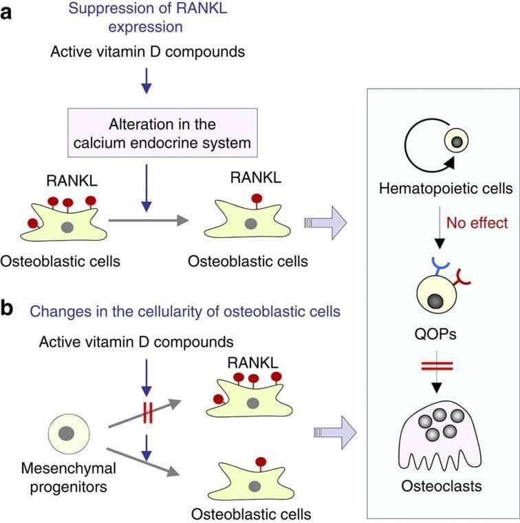 A medical signaling pathway diagram illustrating two mechanisms (a and b) by which active vitamin D compounds inhibit bone resorption by modulating RANKL expression. Mechanism (a) shows active vitamin D inducing an 'alteration in the calcium endocrine system,' which leads to the suppression of RANKL expression on the surface of osteoblastic cells, evidenced by a reduction in surface-bound RANKL molecules (red circles). Mechanism (b) depicts 'changes in the cellularity of osteoblastic cells,' where active vitamin D influences the differentiation of mesenchymal progenitors. This results in a population shift toward osteoblastic cells with lower RANKL expression. The right panel outlines the osteoclastogenic lineage, showing the progression from hematopoietic cells to cell-cycle-arrested quiescent osteoclast precursors (QOPs), and finally to multinucleated osteoclasts. A red inhibitory bar indicates that active vitamin D potentially blocks the maturation of QOPs into active osteoclasts, while having 'no effect' on the initial hematopoietic-to-QOP transition.