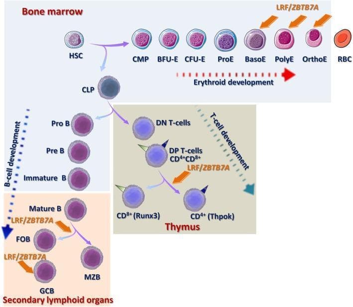 A pathophysiology diagram illustrating the role of the transcription factor LRF/ZBTB7A in human hematopoiesis, specifically in erythroid and lymphoid development. The diagram shows the differentiation of Hematopoietic Stem Cells (HSCs) into three main lineages. 1) Erythroid Development: Occurring in the bone marrow, the pathway progresses from CMP to BFU-E, CFU-E, and through erythroid precursors (ProE, BasoE, PolyE, OrthoE) to mature RBCs. LRF/ZBTB7A is shown regulating the terminal stages of erythropoiesis. 2) B-cell Development: Traces maturation from CLP through Pro-B, Pre-B, and Immature B cells in the bone marrow, continuing to Mature B cells in secondary lymphoid organs, where LRF/ZBTB7A facilitates differentiation into Follicular B cells (FOB) and Germinal Center B cells (GCB). 3) T-cell Development: Located in the thymus, it shows transitions from DN T-cells to DP T-cells (CD4+/CD8+). LRF/ZBTB7A is associated with the lineage choice between CD8+ (Runx3) and CD4+ (Thpok) T-cells. The visual emphasizes nuclear condensation and cytoplasm changes during erythroid maturation.